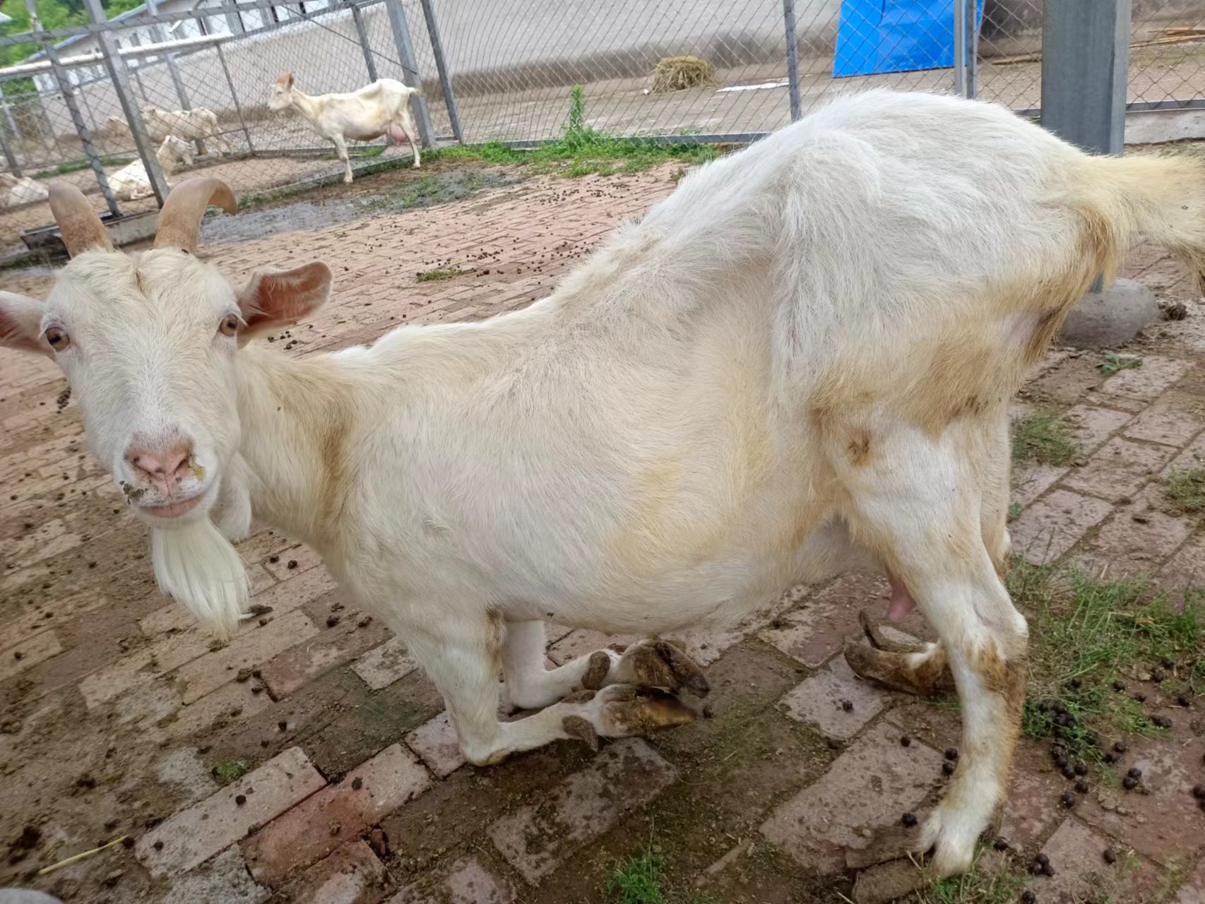 羊圈如何改建？看200斤种羊如何睡上塑料漏粪板上的