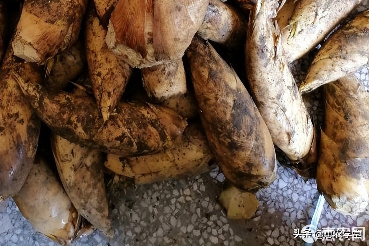 冬笋现在市场上多少钱一斤,益阳今日新鲜冬笋市场价格