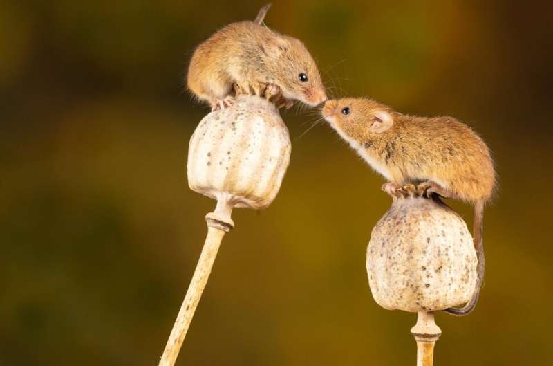 感觉性感吗？科学家发现欲望存在的地方——老鼠