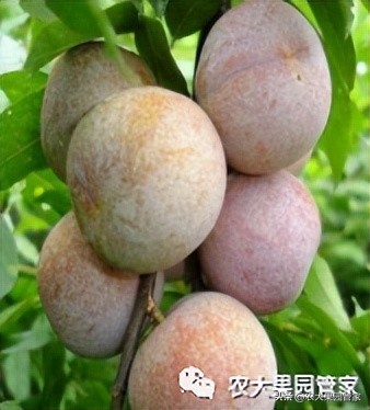 优质果树苗木品种介绍,最好的新品种苹果苗木