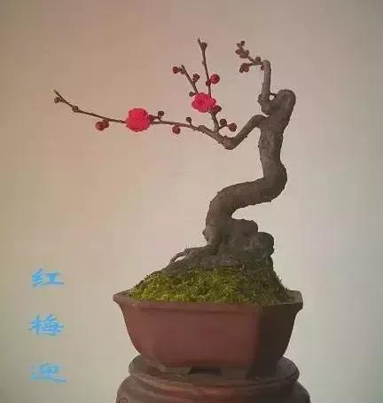 梅花老桩盆景,梅花盆景制作