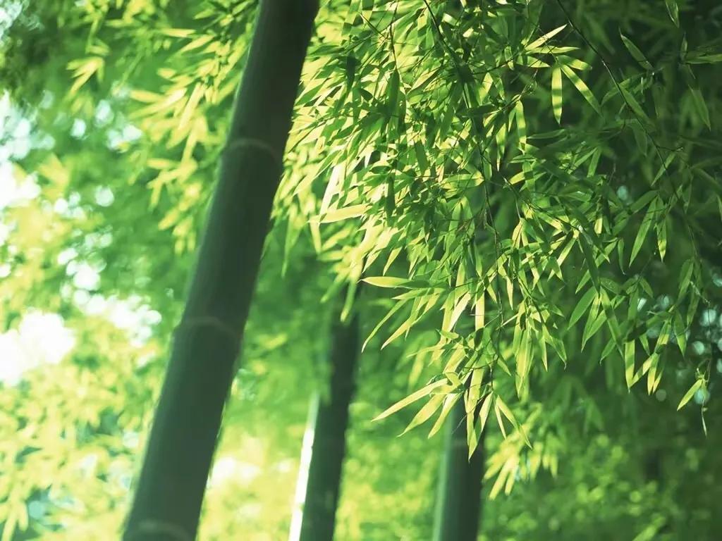 竹五绝诗,古诗五绝竹