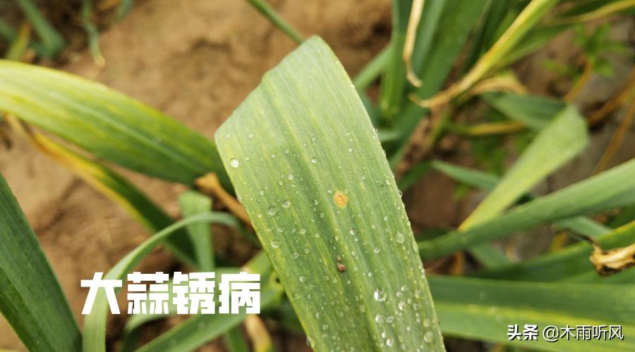 草木灰防大蒜锈病好不好,草木灰治大蒜锈病吗