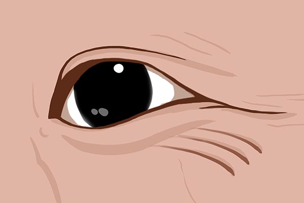 增强骨密度会影响什么医生怎么说,骨密度下降该吃什么