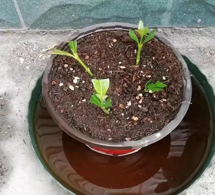 扦插生根水泡多长时间合适,冬天怎样扦插生根最快