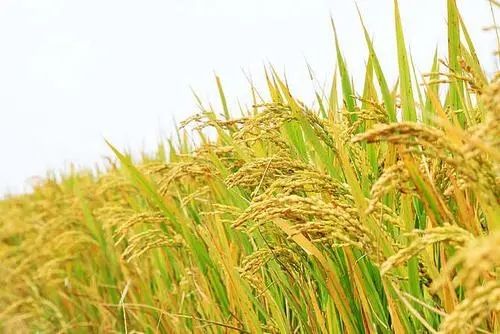 起心动念和心猿意马,起心动念心猿意马