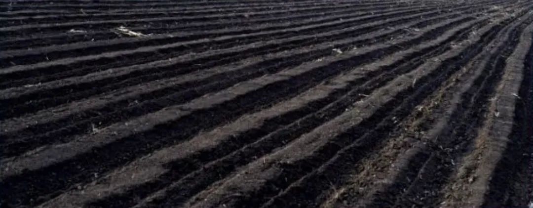 全面推进乡村振兴新闻发布会,人民日报推进乡村振兴获高度关注