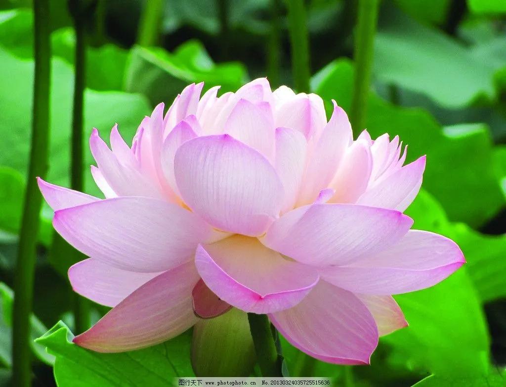 这二十幅极品花卉越看越醉,超好看又耐看的花卉图