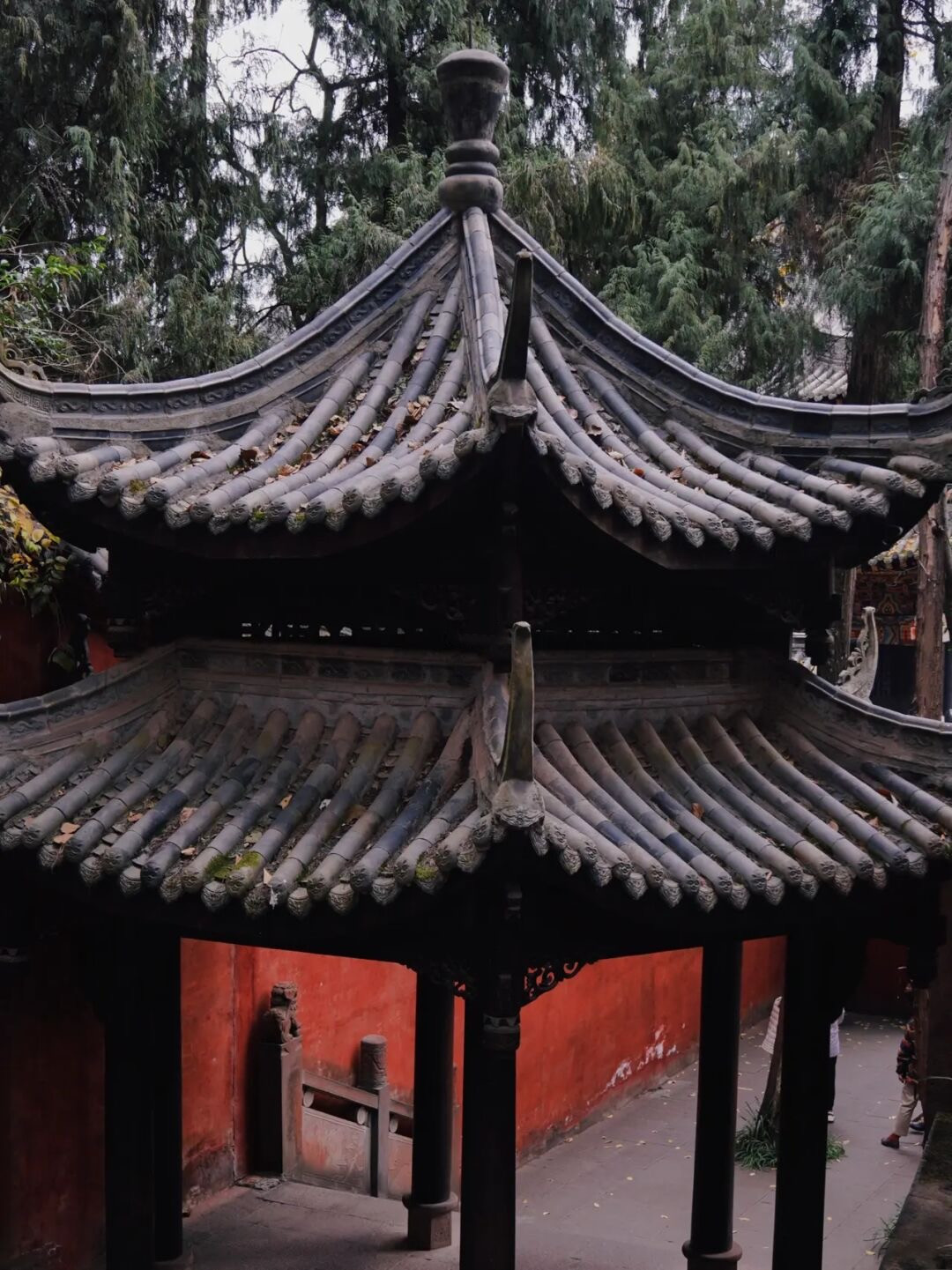 金鸡菊花海旅游攻略,金鸡菊花海美景