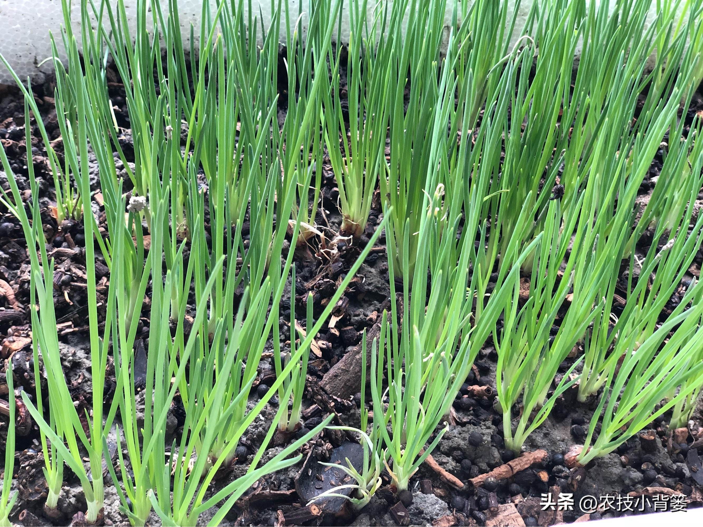 小香葱种植时间和方法视频,小香葱的种植方法和时间
