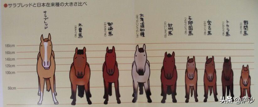 武田被打败原因,武田为什么会败