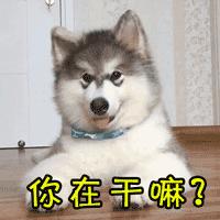 狗狗大便里有白色长条的虫怎么办,狗狗肚子有虫的症状表现