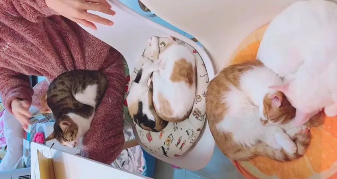 氯乙烯泄漏对猫粮的影响,美国聚乙烯泄漏对猫粮有影响么