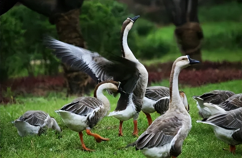 鹅掉毛最快的方法,鹅生长毛色变化