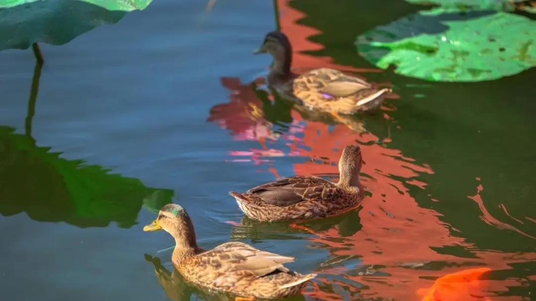 北京8处赏荷胜地,北京赏荷花最美的地方