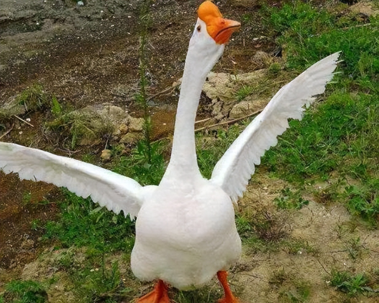 家里进蛇怎么办蛇怕什么,家里连续进了5次蛇