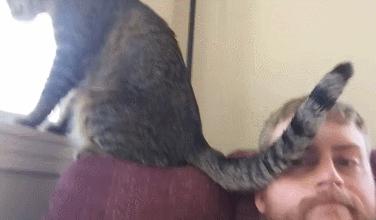 为啥猫咪老用尾巴扇我是不耐烦吗,猫咪一直扇尾巴