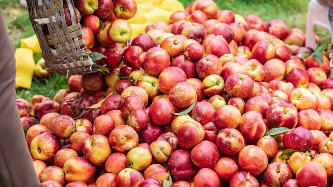 夏天的味道!房县夏日水果图鉴来啦