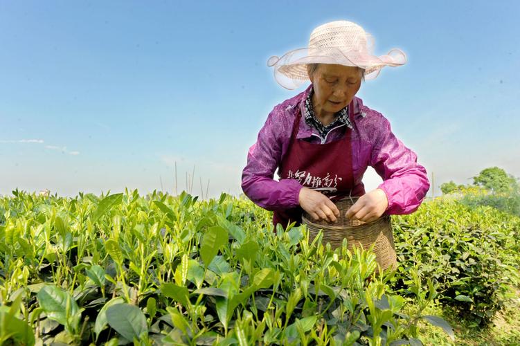 茶多酚会危害胃吗,茶多酚危害研究