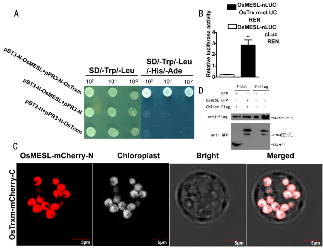 米糠营养价值研究,农业技术益处