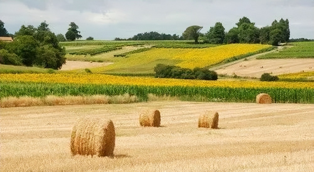 收藏字画避税,收藏招贴