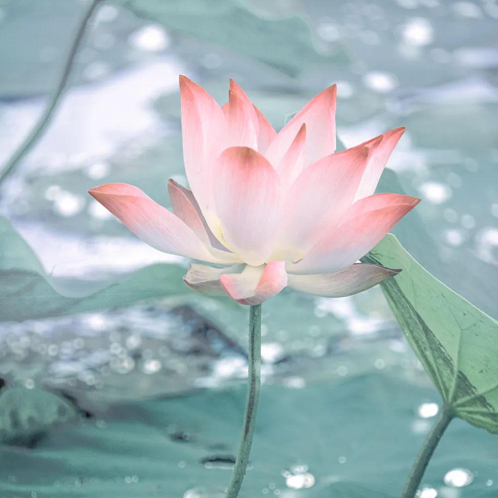 花儿文化,董克义新著花儿美学论稿出版