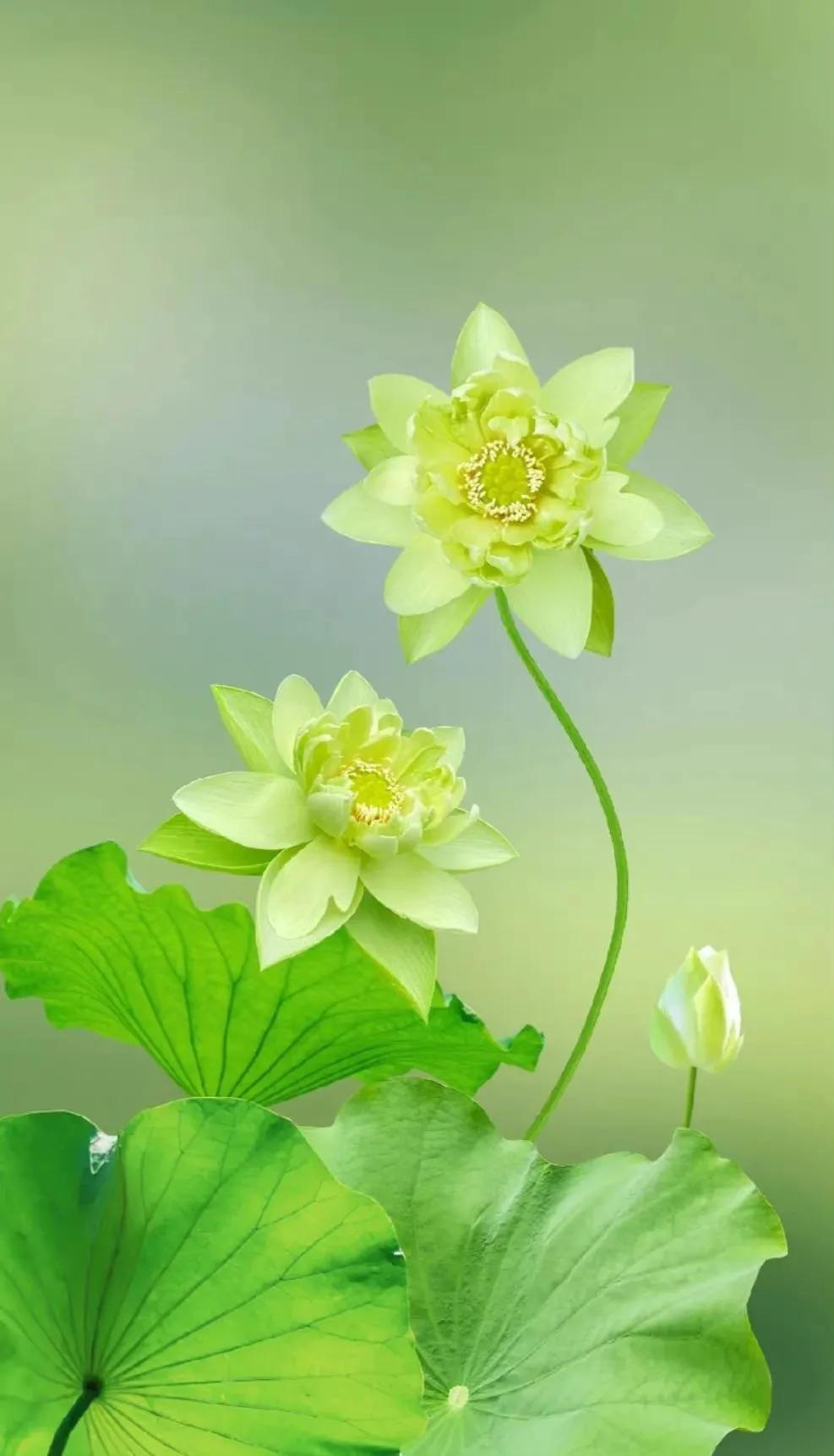 最美荷花古诗图片,诗词荷花图片大全