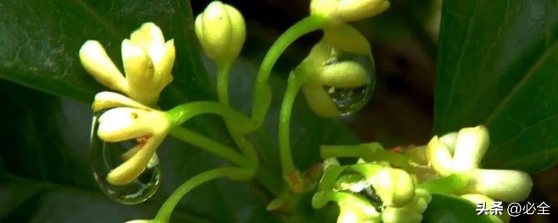 桂花树有哪几种品种图片,桂花树有哪几种品种