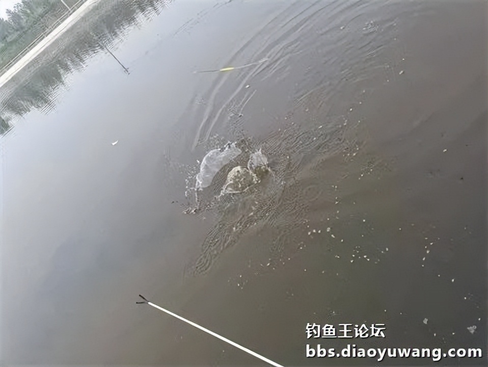 钓鱼王王者风范，拿捏多鱼种轻松