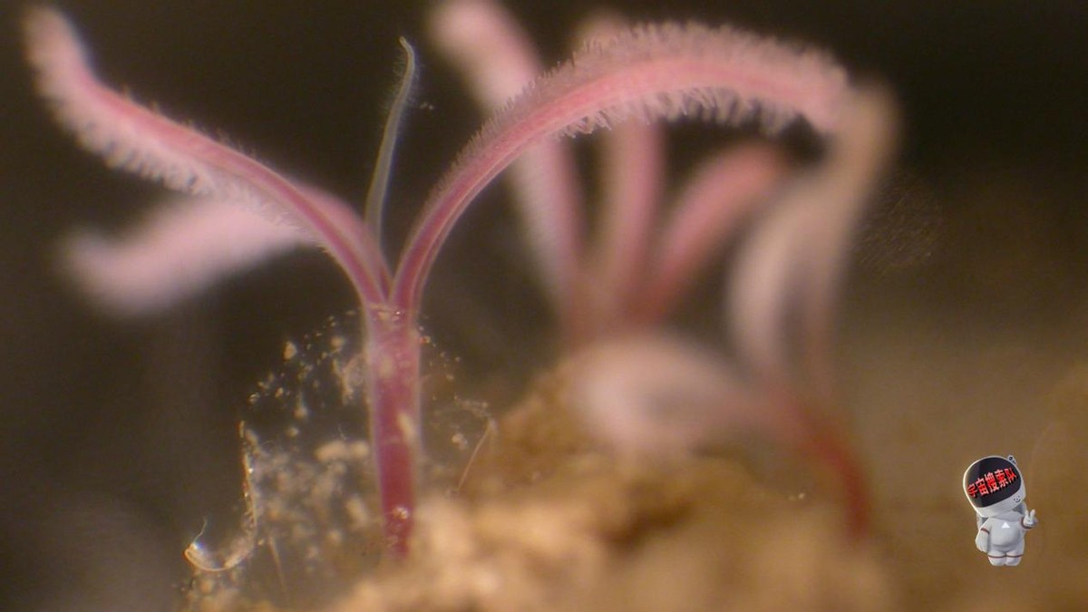 人类首次潜入马里亚纳海,人类在马里亚纳海沟发现了什么