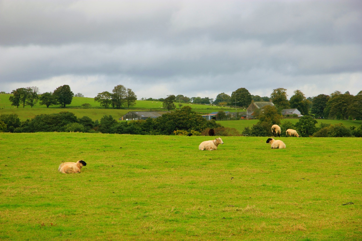 牛肉和葡萄,牛肉葡萄能一起吃吗