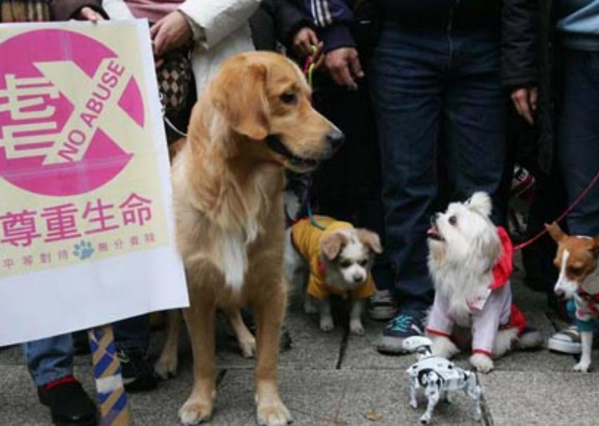 2岁儿童和狗失踪找到了吗,三岁女孩与狗狗一起失踪