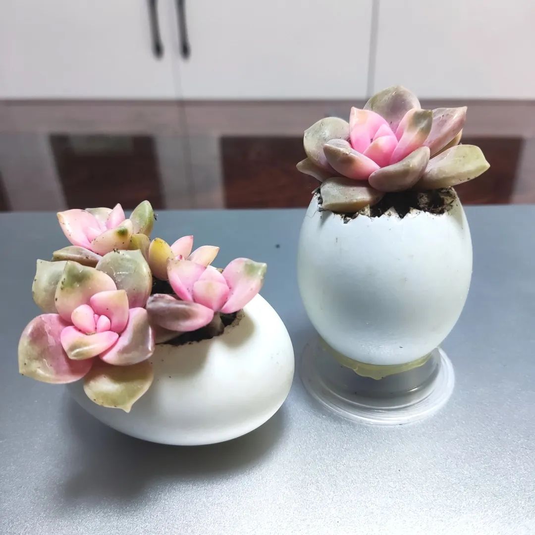 缅怀追思品味清明—无锡市新吴区江溪小学