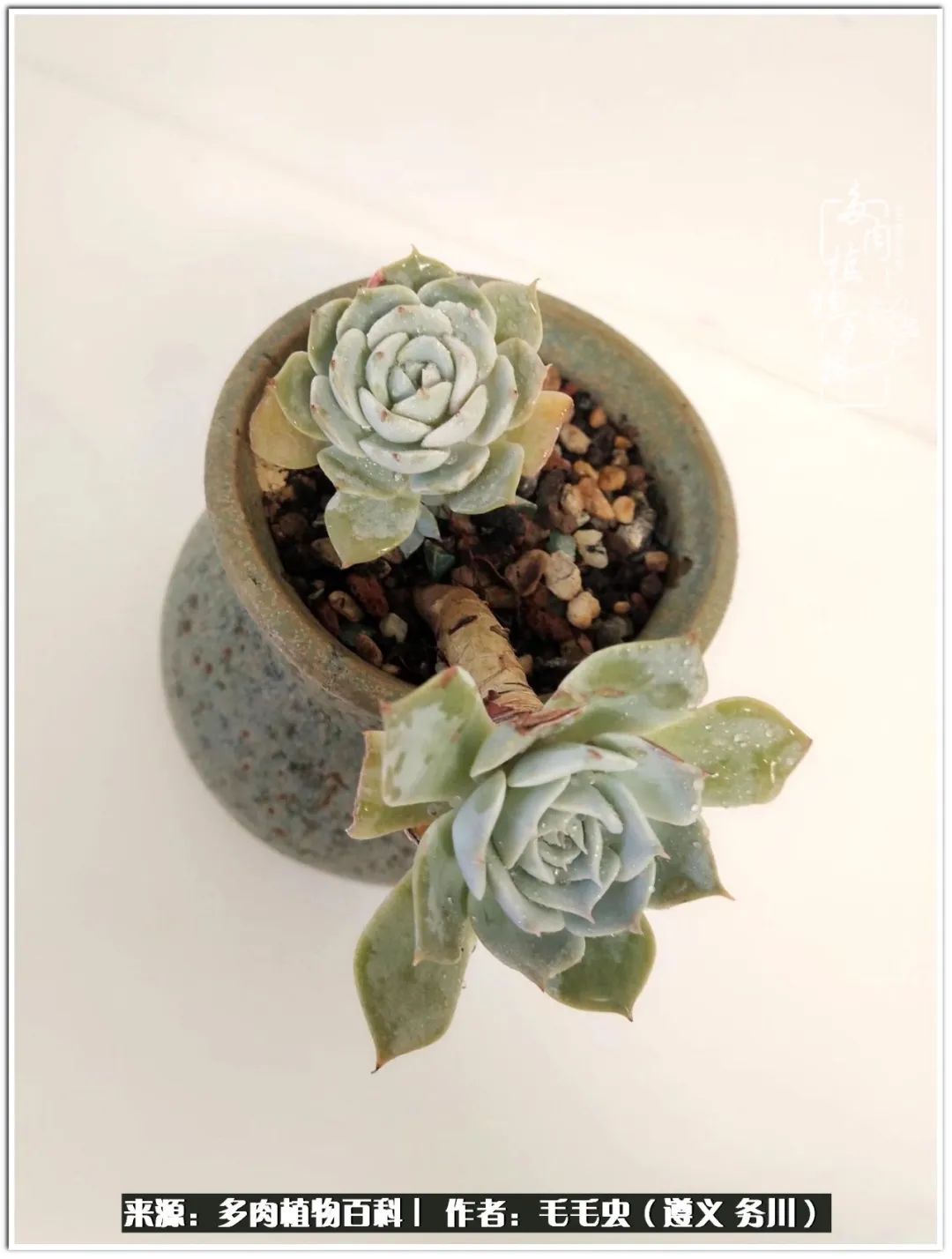 多肉可抵岁月,多肉之花语