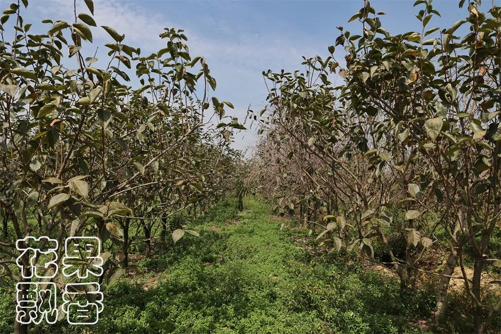 老农告诉大家农作物种植,农资人对农户的忠告