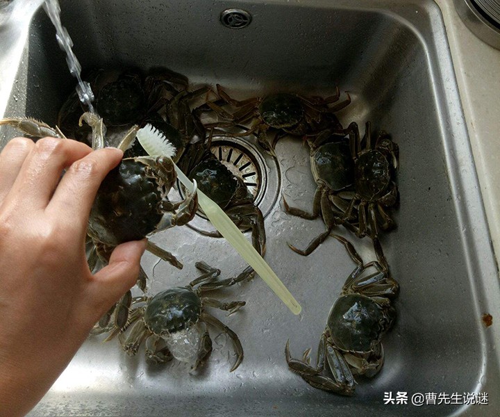 螃蟹爪子断了要怎么办,螃蟹爪子掉了是死蟹么