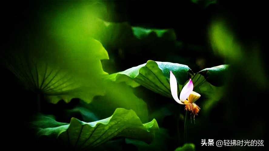 唐诗中最美的一首荷花诗,关于荷花的唯美诗句古诗