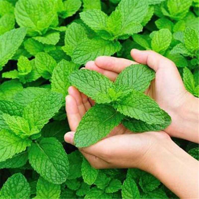 薄荷盆栽怎么养护才能更旺盛,夏季盆栽推荐薄荷