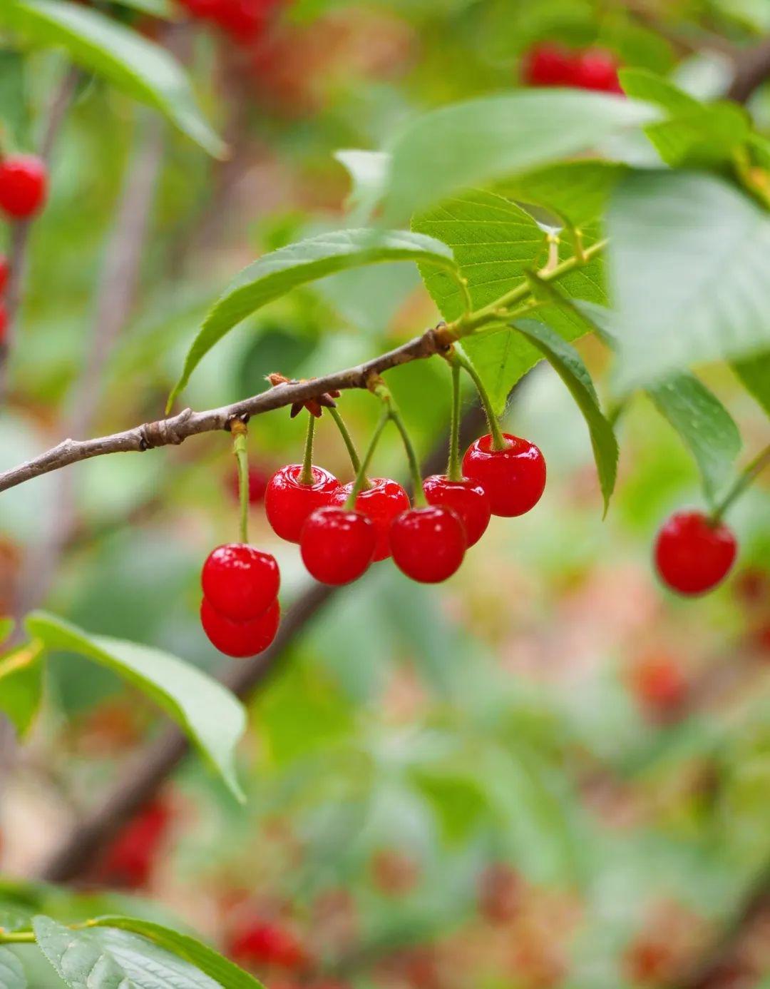 青岛在哪摘樱桃,青岛摘樱桃的好去处