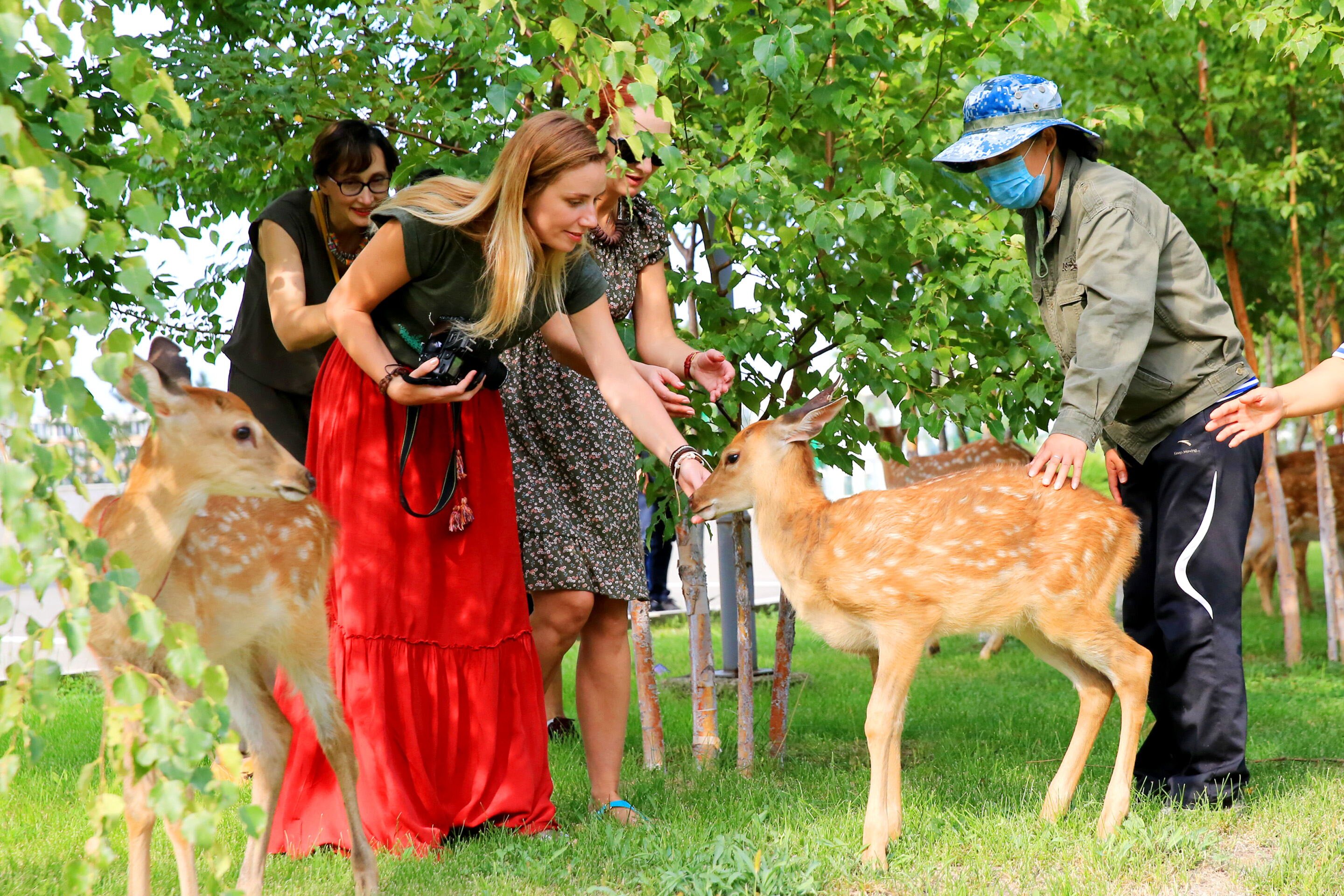 促进梅花鹿产业发展,梅花鹿养殖乡村振兴战略
