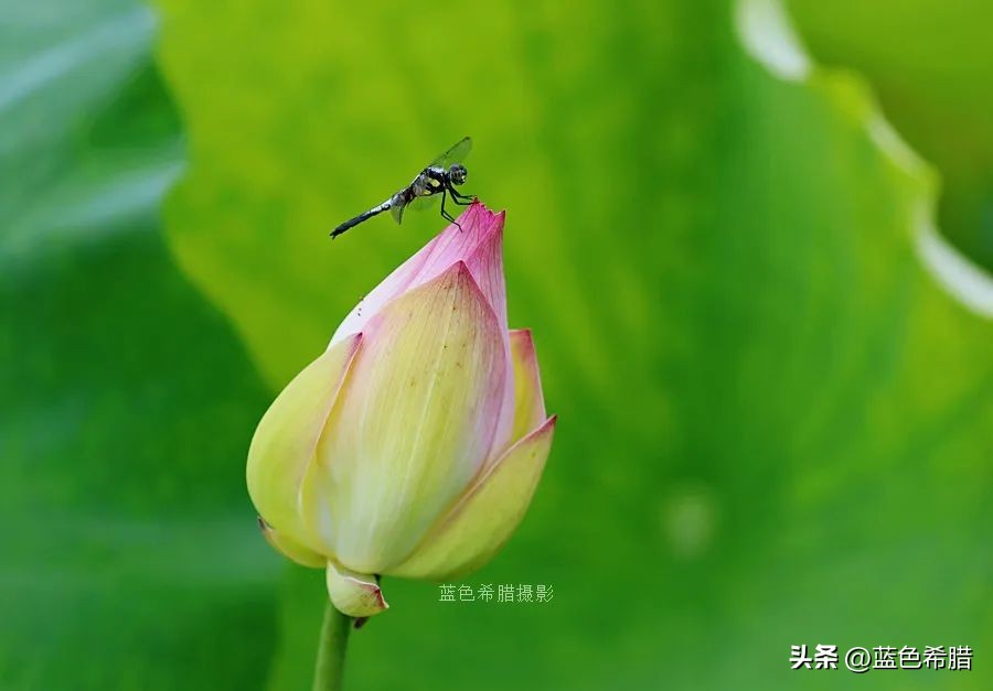 你好夏至愿一切美好都如夏而至,夏至已到愿所有美好如约而至