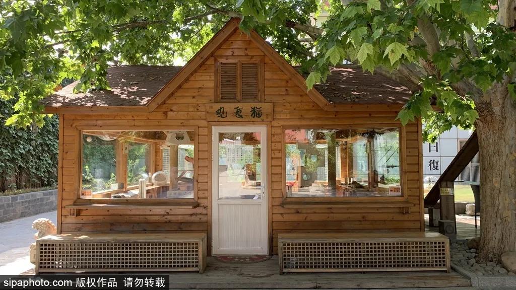 故宫御猫最火的猫,北京故宫的猫为什么叫御猫