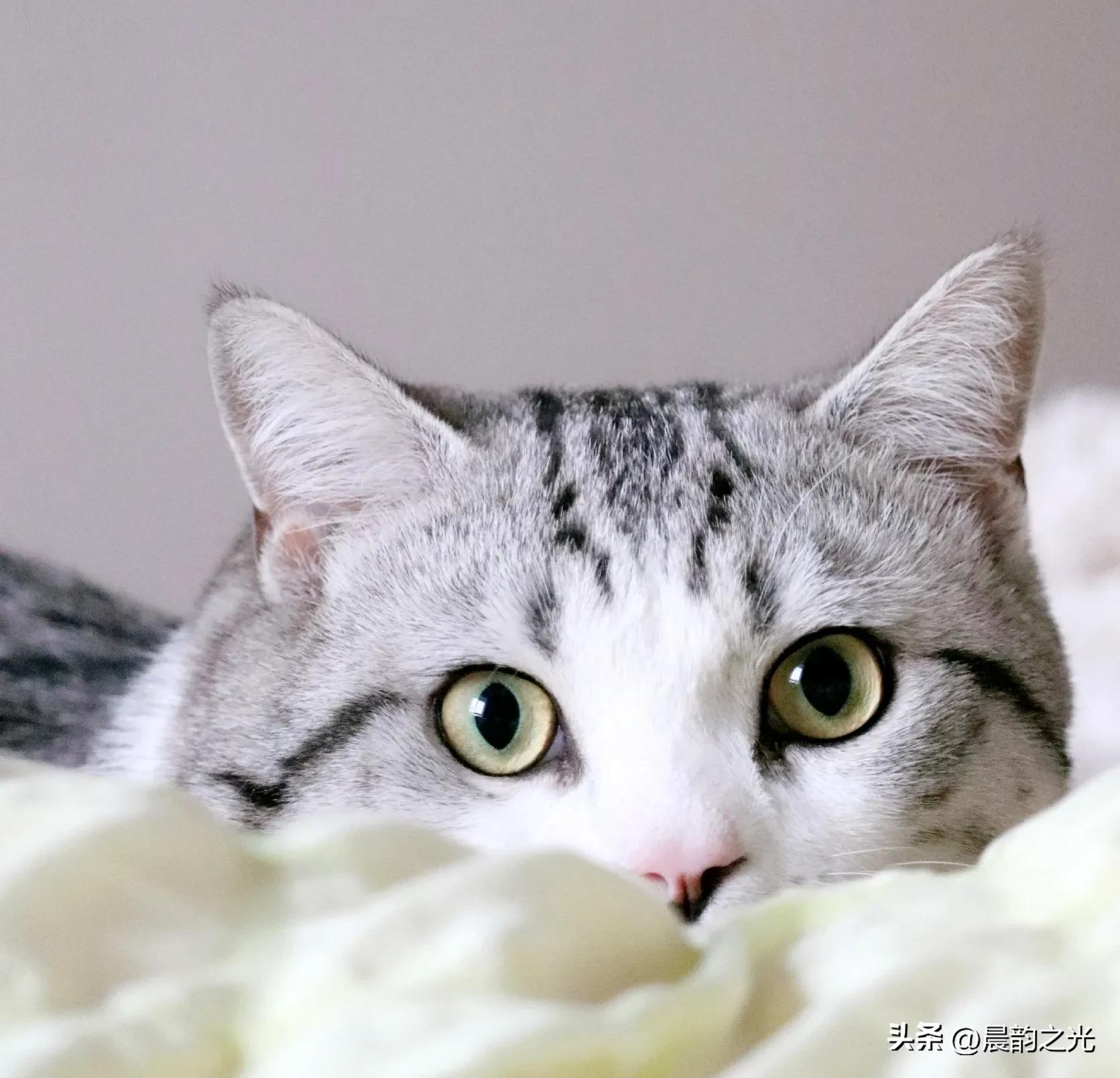 几百块钱买的猫靠谱吗,几百块的猫是真的吗