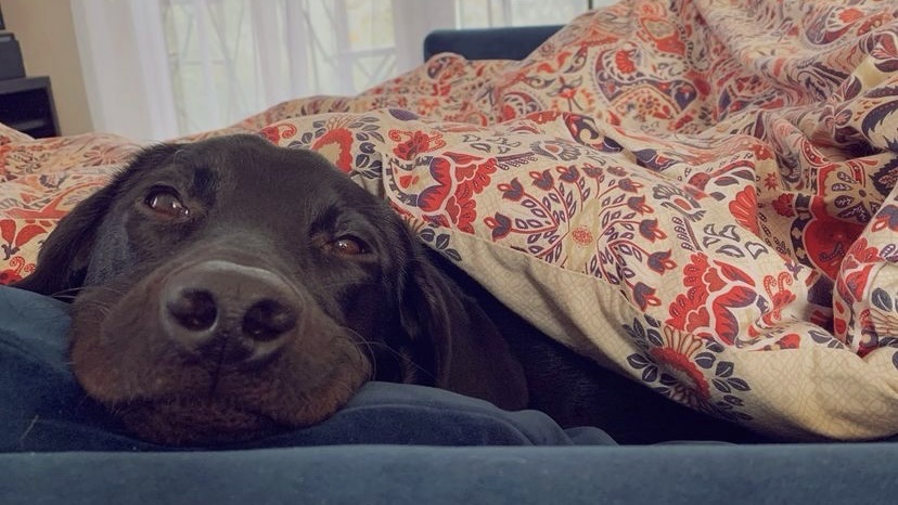 狗狗吐白沫黏液怎么照顾,狗狗吐黄水便血怎么回事