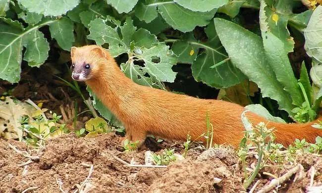 偷吃鸡的黄鼠狼也是保护动物吗,黄鼠狼是被保护的野生动物吗