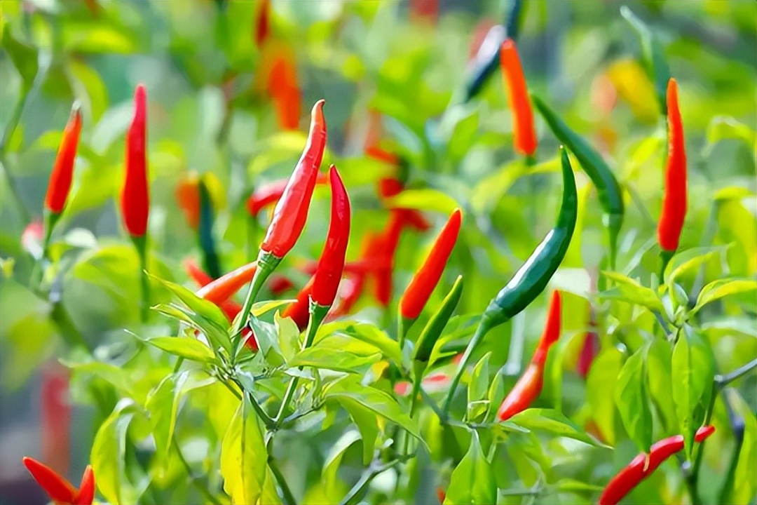 辣椒寿命,辣椒植物的寿命