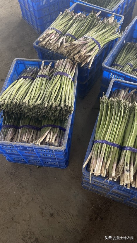 今年芦笋产量下降了吗,芦笋产量低的原因及解决措施