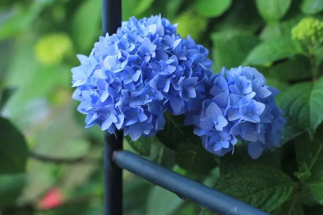 昆明绣球打卡地第一名,昆明绣球花海打卡地点