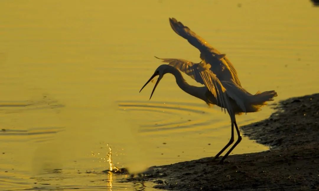 最美秦皇岛视频,用脚步丈量城市42.195公里