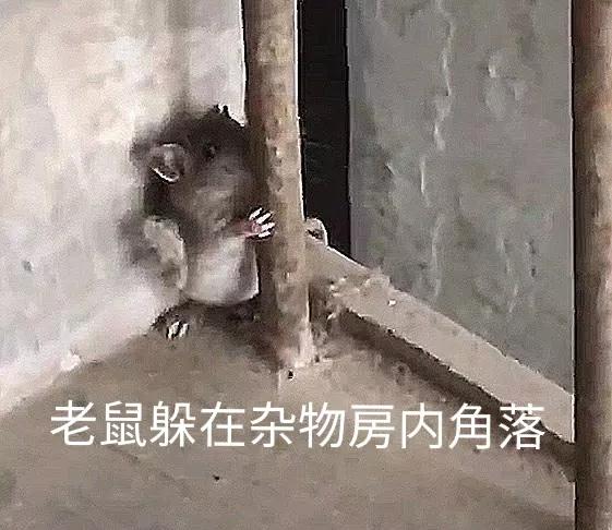 快速抓住房间里老鼠的技巧,怎样才能抓到房间里躲着的老鼠